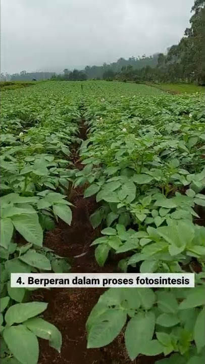 FUNGSI FOSFAT PADA TANAMAN 🌾🥦🥑