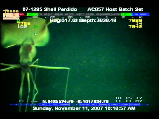 Den storfenade bläckfisken är en mystisk varelse som bara har setts ett fåtal gånger. Video med jättebläckfiskar. Foton.