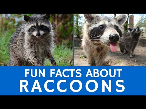 Interesting Facts about Raccoons – Cute Animal Video for School Learning