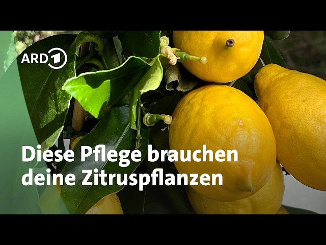 möbel boss esstisch angebot Don 2 Dekor Wildeiche Massivholz esstisch
