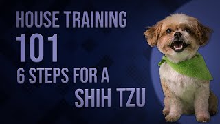 House Training 101  6 Steps for a Shih Tzu! 🏡🐾 by PawsPalace 10 views 2 weeks ago 1 minute, 24 seconds