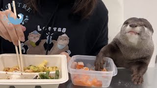 Otter Eats at the Table Like a Human