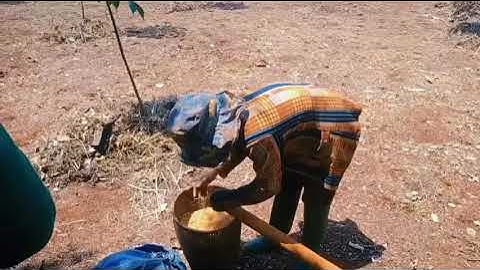 Phong tục tỉa lúa của người X