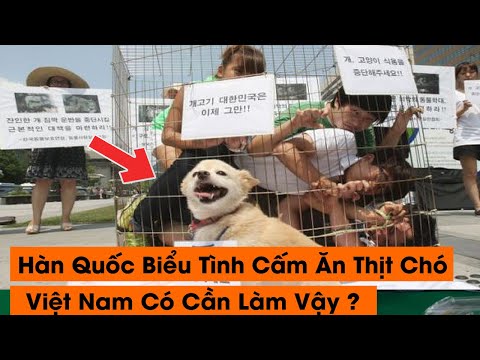 Video: Lễ Hội Thịt Chó S. Hàn Quốc Cắn Bụi