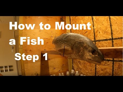 How to Mount a Fish | Taxidermy at Home