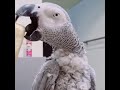 Shawarma &amp; African Grey Parrot #Shorts