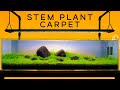 Aquarium Carpet with JUST STEM PLANTS — Iwagumi Style Aquascape