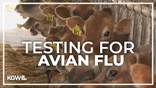 Oregon State University testing dairy cows amid US bird flu outbreak