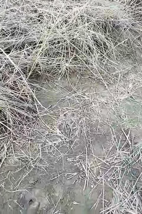 Desahan di sawah sampai crot