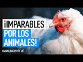 El IMPACTO del TRABAJO DE IGUALDAD ANIMAL CONTRA EL MALTRATO ANIMAL