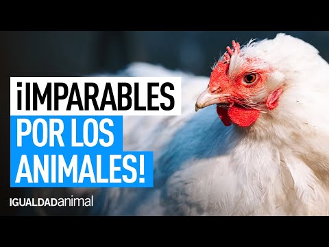 El IMPACTO del TRABAJO DE IGUALDAD ANIMAL CONTRA EL MALTRATO ANIMAL
