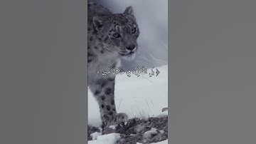 سورة لقمان 11 ، القارئ : محمد اللحيدان ، #القران #اجر #اجر_لي_ولك #القرآن_الكريم #القرآن