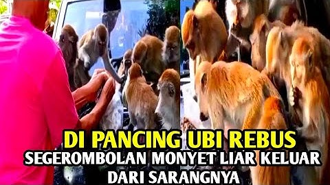 DI PANCING UBI REBUS‼️SEGEROMBOLAN MONYET LIAR KELUAR DARI SARANGNYA
