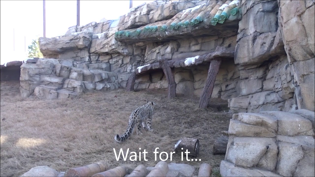 Snow Leopard Play Attack at Tulsa Zoo YouTube