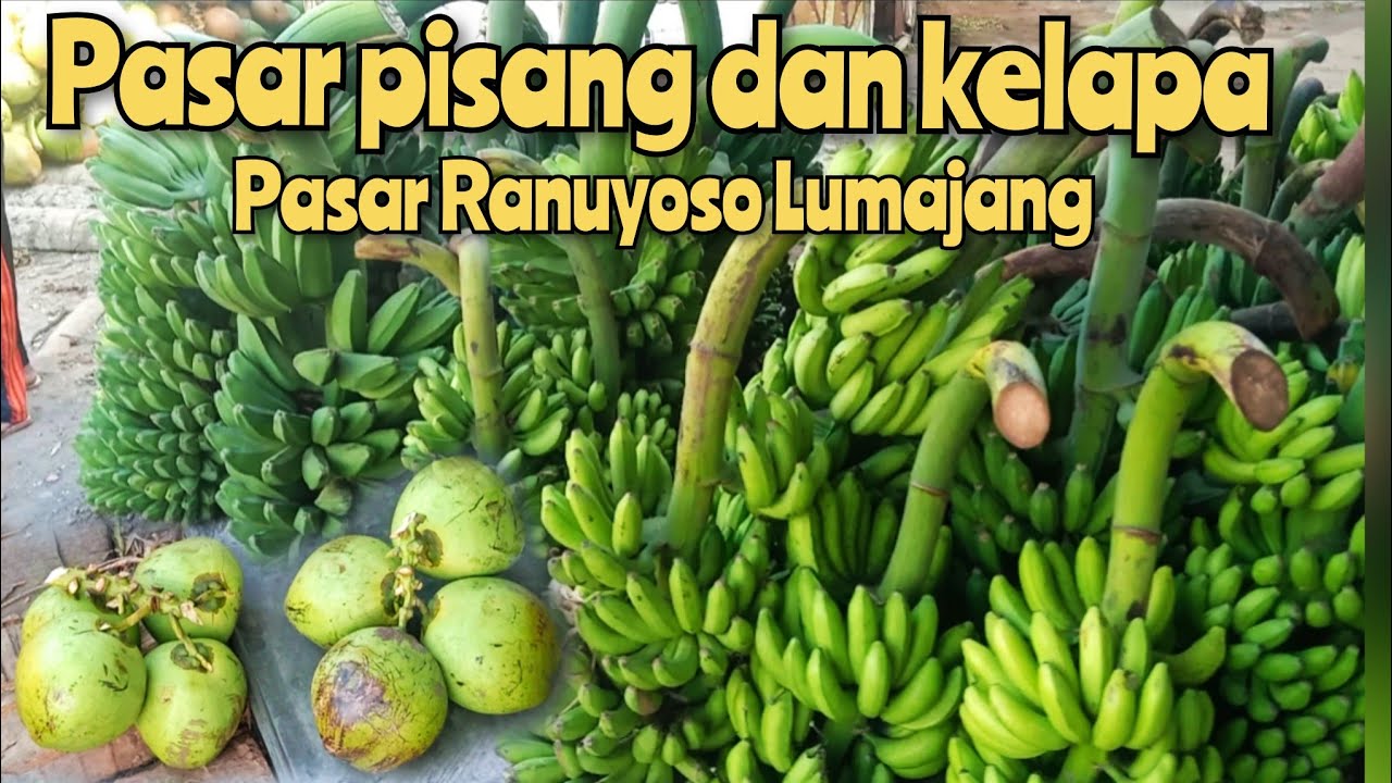 UPDATE HARGA PISANG KELAPA CABE PEPAYA DI PASAR RANUYOSO LUMAJANG