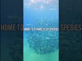 World Ocean Day