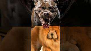 Pitbull Vs Rottweiler,Doberman,Cane Corso,Dogo Argentino,Etc, Top 10 Dangerous Dog Size Comparison