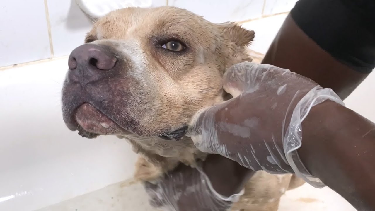 How Often Should You Bathe A Cane Corso