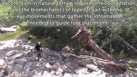 Gaze and Gait When Walking in Natural Terrain/ Curr. Biol., Apr. 12, 2018 (Vol. 28, Issue 8)