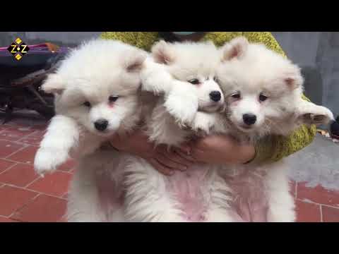 Chó Alaska giống tốt các loại thuần chủng - n 24