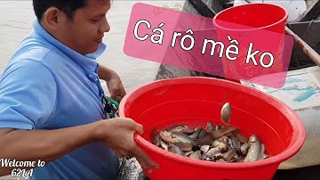 THĂM LÚ ,12 CỬA NGỤC, CHẠY CÁ RÔ MỀ KO,  Catching fish in Vietnam,62LA  ,P8