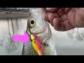 AWESOME White Bass LURE!