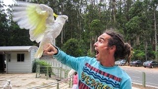 BIRDS ATTACK!