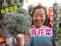 (阿美美)相信我!自己也能種出大顆又漂亮的青花菜 花椰菜  Broccoli