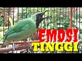 Cucak Ijo Gacor Emosi Bongkar Isian Mewah Cocok Jadi Pancingan Dan Masteran Mp3 - Mp4 Download