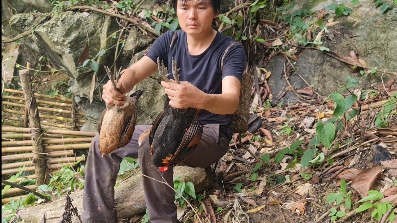 Trap Wild Chickens To Raise, Survival Instinct, Wilderness Alone (ep84)