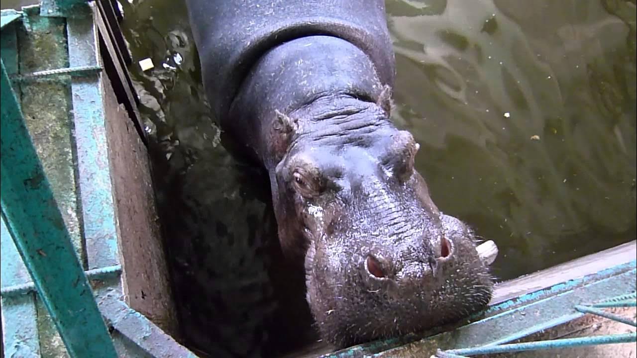 Бегемот в зоопарке екатеринбурга. Бегемот обыкновенный и карликовый. Бегемот воскресенское. Бегемот воскресенское. Бегемот воскресенское.