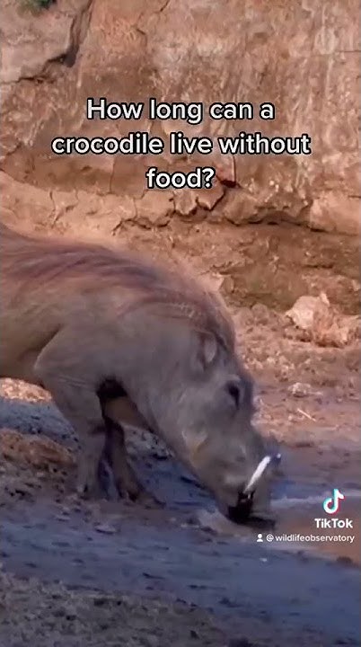 how long can a crocodile live without food #shorts - YouTube