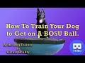 How to Train Your Dog to Get on a BOSU Ball in Virtual Reality.