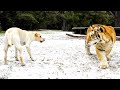 RESCUE DOG MEETS TWO TIGERS, THEN THIS HAPPENS