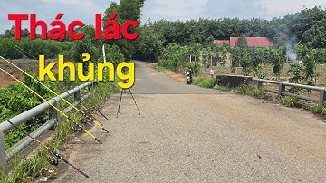Câu  cá trên đập  Phước Hòa đụng  bầy cá Thác Lác khủng.