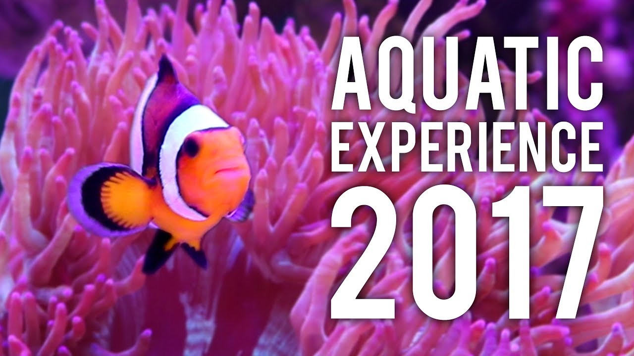 fluval stratum Chicago Aquatic Experience | November 2017