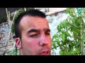 Evolución de los Tomates cherry (segunda parte) | cultivat tomates cherry