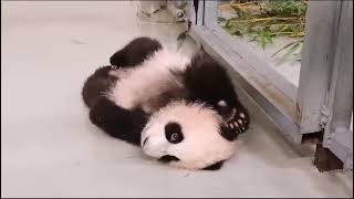 Кто это Такой красивый? Московский зОопарк Baby Panda Moscow zoo