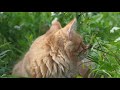 DUCAT - Kurilian Bobtail の動画、YouTube動画。