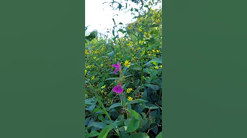 #kaas plateau