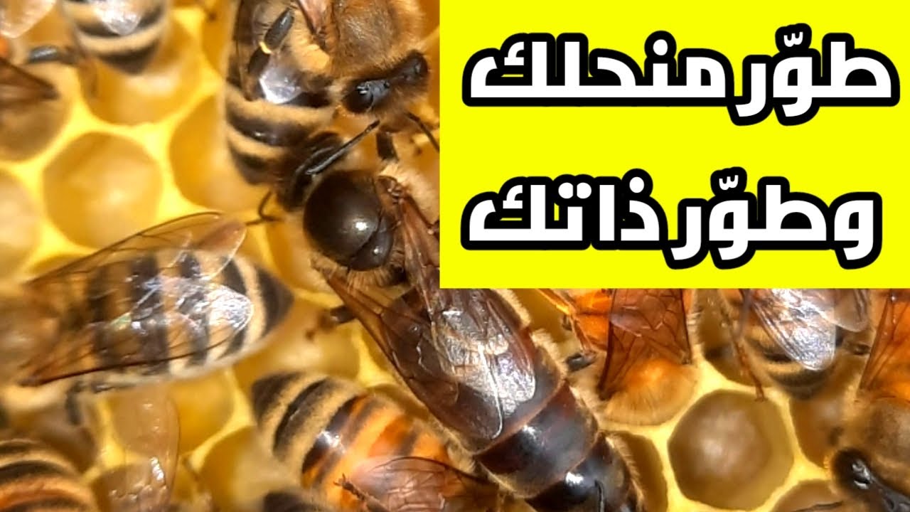 كيف أطور ذاتي ..من نحال مبتدئ الى محترف