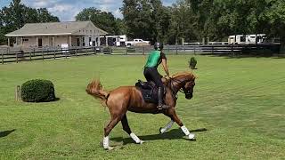 Zenith Ruby de Rev - SJ Schooling 3'3" - The Vista Aiken - Sept 2022
