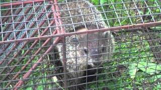 Angry Wild Trapped Groundhog