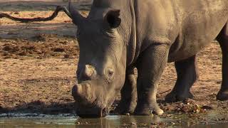 Rhino Drinking Water