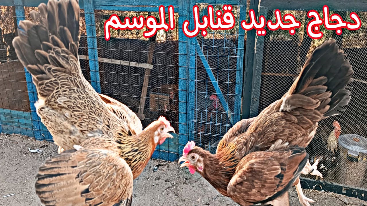 فقسن الكتاكيت 🐥 علاج تنفسية الدجاج 🐓 عركات الدجاج متخلص 🤕