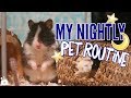 Nightly Pet Routine 2018 🌙