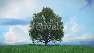 Time Lapse Growing Tree on a Hill | Motion Graphics - Videohive template