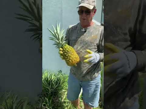 Video: Informace o stromech ananasových košťálů – Pěstování a prořezávání marockých ananasů