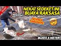 NEKAT KASIH MAKAN BUAYA SEDEKET INI! KEPELESET HAMPIR KEGIGIT BUAYA RAKSASA 4 METER!