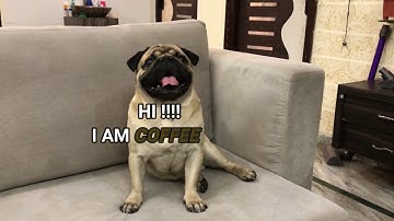 INTRO VIDEO OF OUR PUGS WITH A MESSAGE..